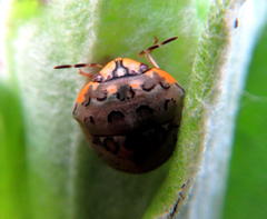 Sphaerocoris testudogrisea