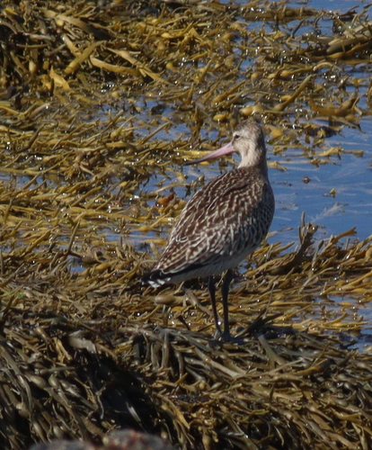 Aguja colipinta (Limosa lapponica)