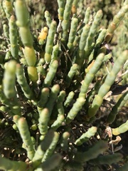 Salicornia littorea