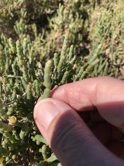 Salicornia littorea