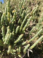 Salicornia littorea