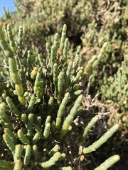 Salicornia littorea