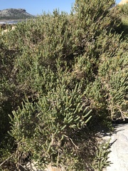 Salicornia littorea