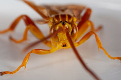 Neotheronia bicincta