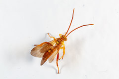 Neotheronia bicincta