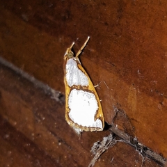 Argyria croceivittella