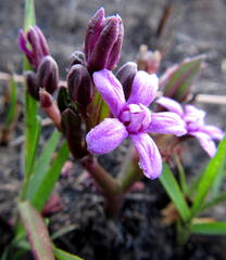Raphionacme hirsuta