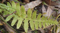 Asplenium capense