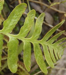 Asplenium capense