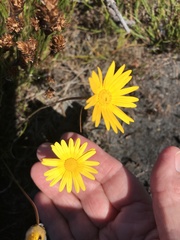 Ursinia tenuifolia