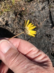 Ursinia tenuifolia