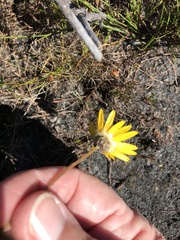 Ursinia tenuifolia