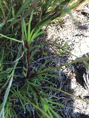 Ursinia tenuifolia
