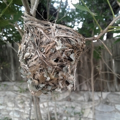 Vireo bellii