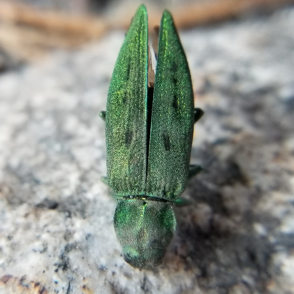 Trachykele opulenta
