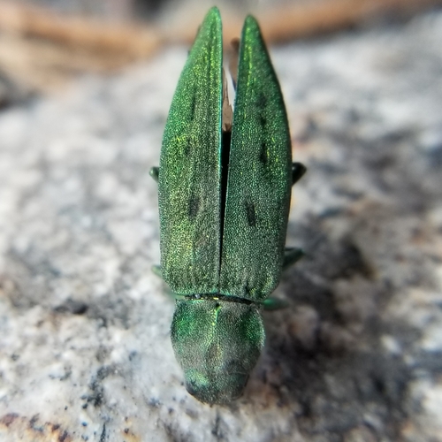 Trachykele opulenta