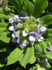 Psoralea mundiana