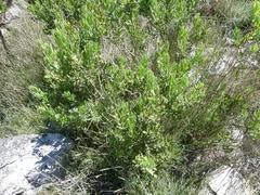 Psoralea mundiana