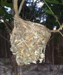 Vireo bellii