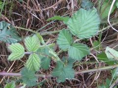 Rubus rigidus