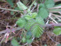 Rubus rigidus