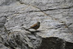 Emberiza capensis capensis