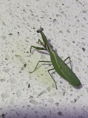 Parastagmatoptera unipunctata