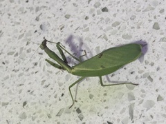 Parastagmatoptera unipunctata