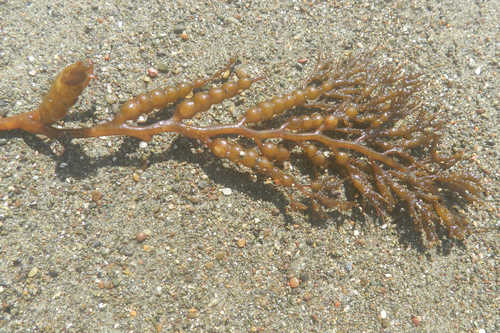 photo of Chain Bladder Kelp (Stephanocystis osmundacea)