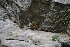 Emberiza capensis capensis