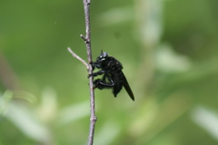Mallophora leschenaulti
