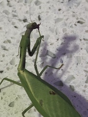 Parastagmatoptera unipunctata