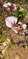 Pelargonium longicaule