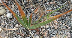 Babiana karooica