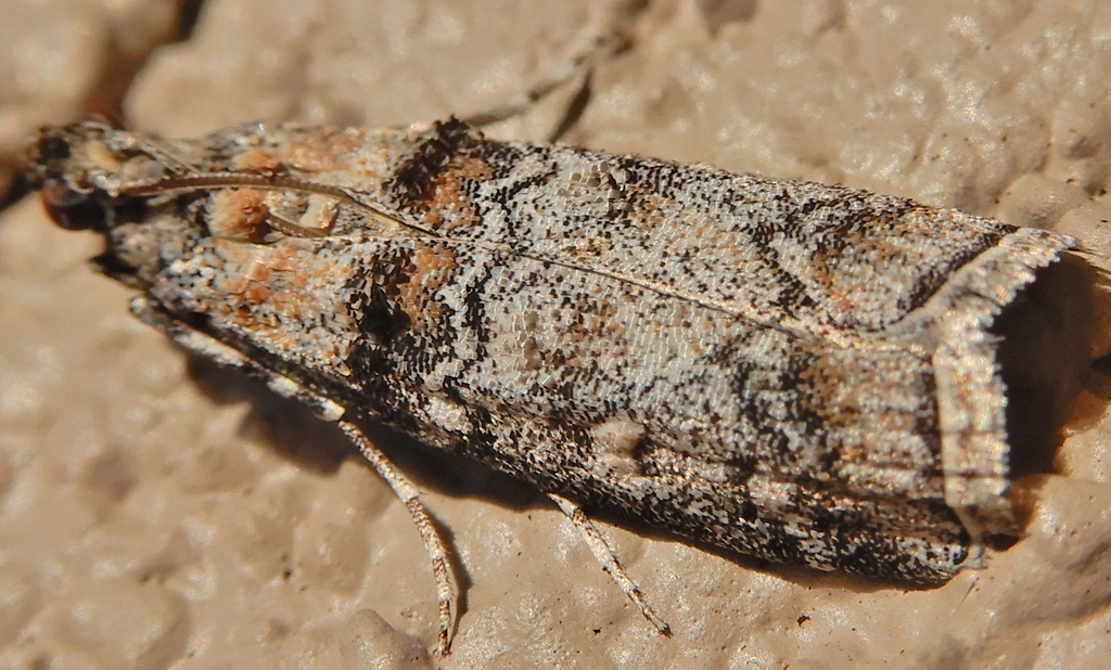 Dioryctria albovittella