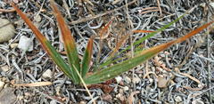 Babiana karooica