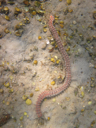 Synapta maculata