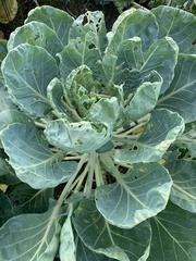 Brassica oleracea capitata