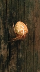 Araneus diadematus