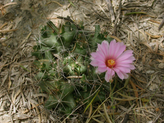 Coryphantha macromeris runyonii
