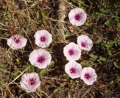 Ipomoea bathycolpos
