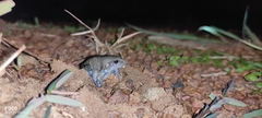 Uperodon globulosus