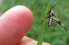 Ceryx anthraciformis