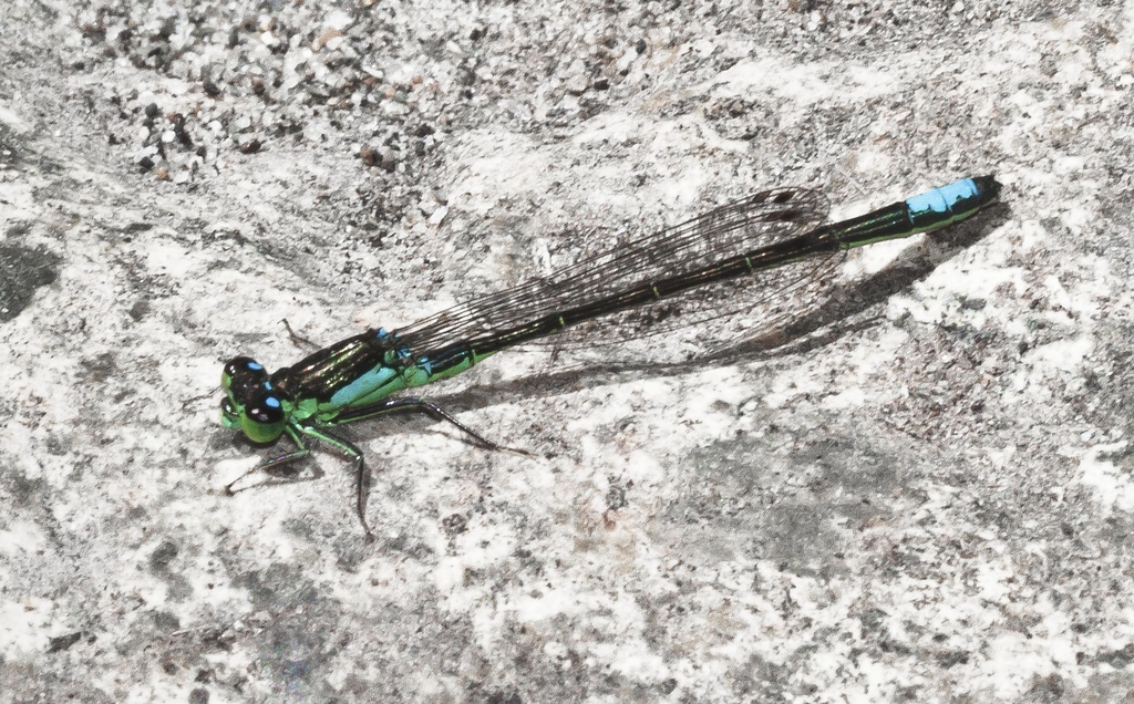 San Francisco Forktail