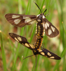 Ceryx anthraciformis