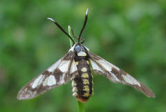 Ceryx anthraciformis