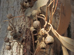 Eucalyptus longifolia