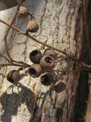 Eucalyptus longifolia