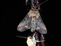 Abrostola tripartita