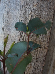 Eucalyptus longifolia